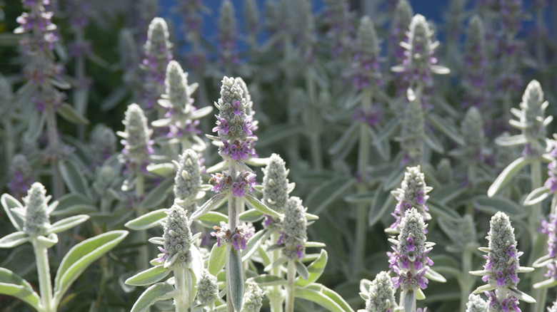 Lambs ear flowering