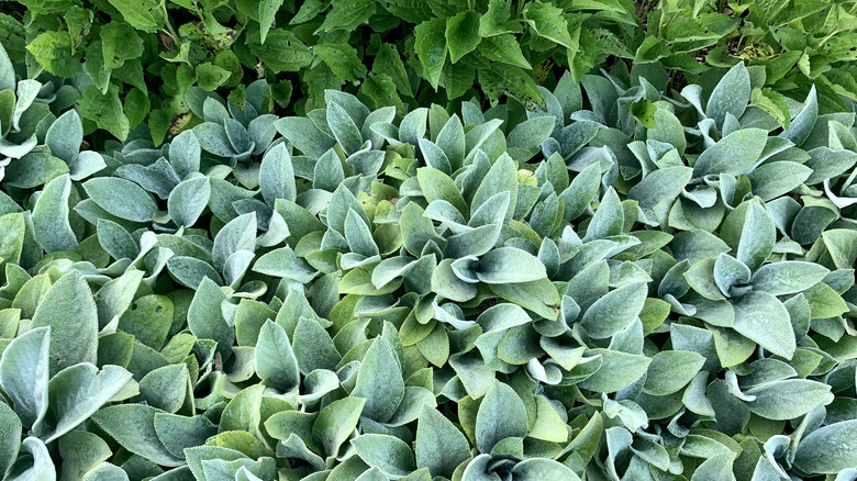 Lamb's ear groundcover