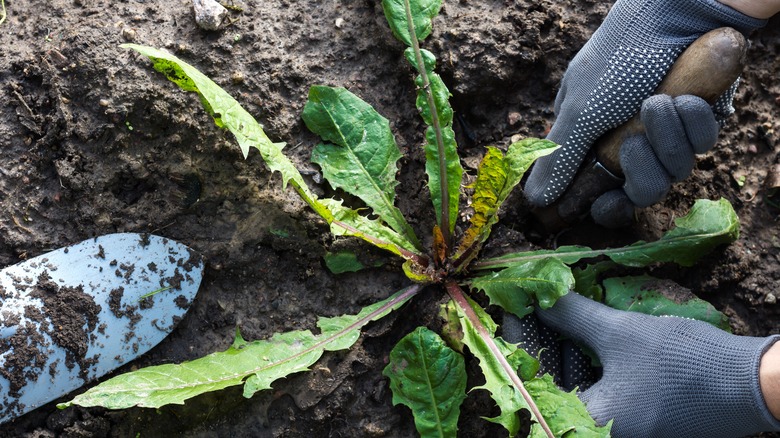 weed in garden