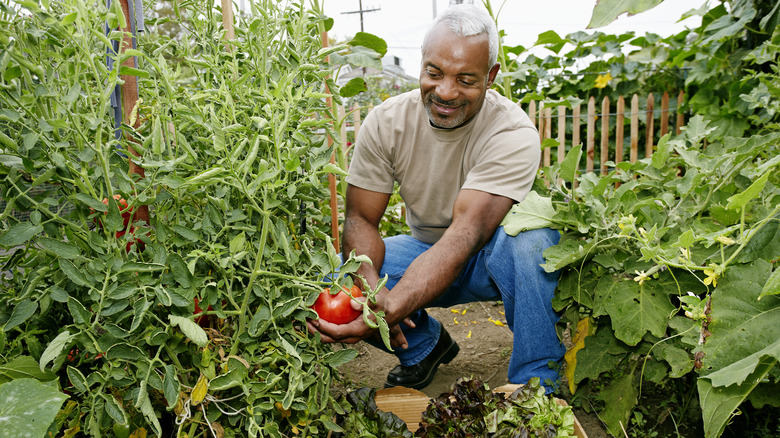 man picking tomatoes from garden