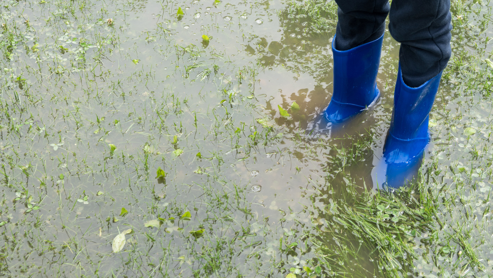 weeds-you-ll-see-when-your-lawn-has-poor-drainage