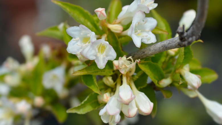 white weigela flowers