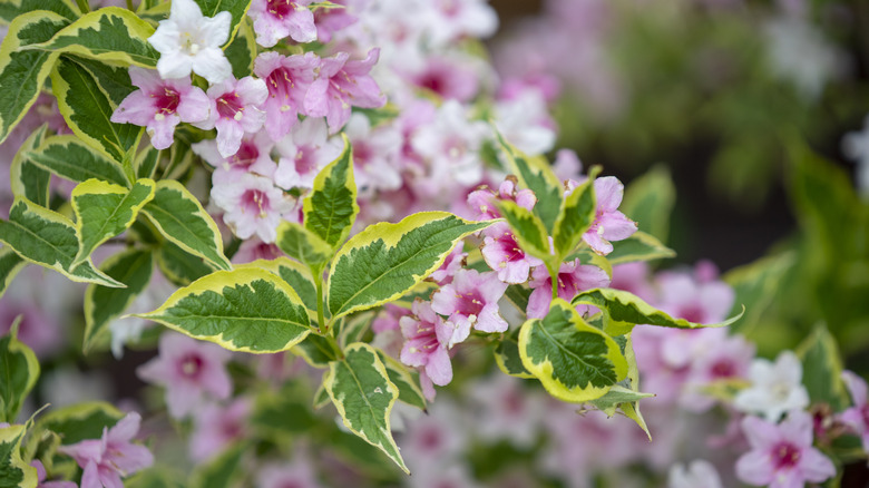 variegated weigela leaves