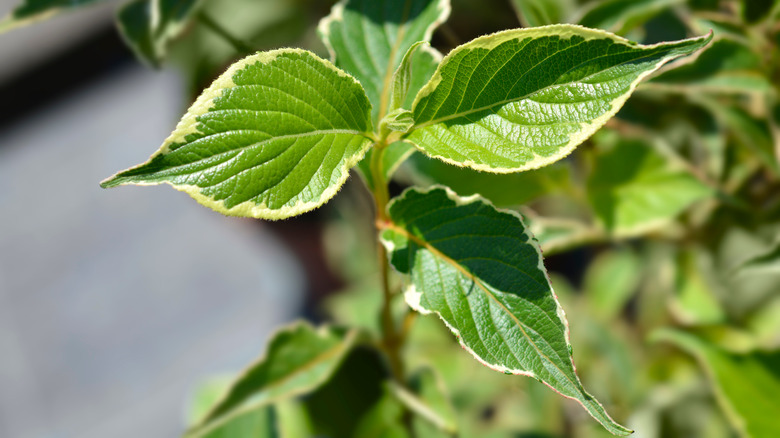 variegated leaves of weigela bush