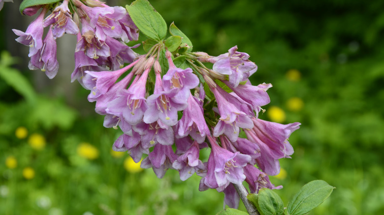 Variety of weigela florida