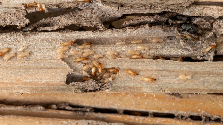 Wood termite damage