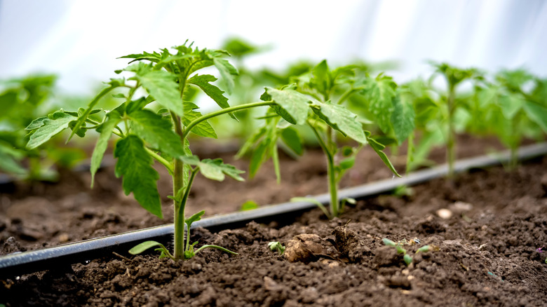 Drip irrigation line among tomatoes in soil