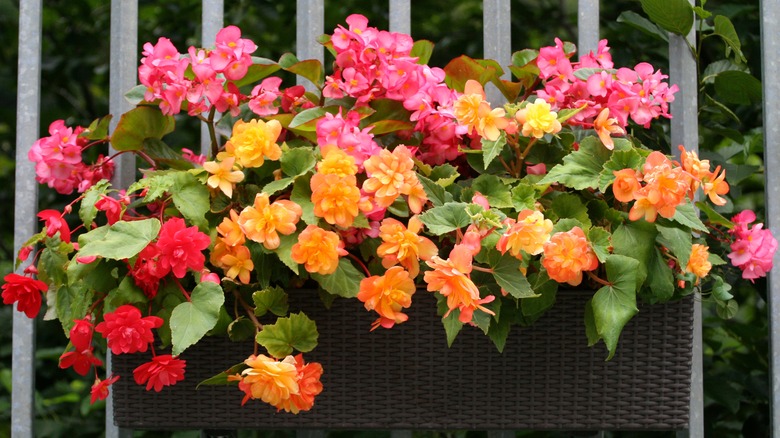Begonia in a planter