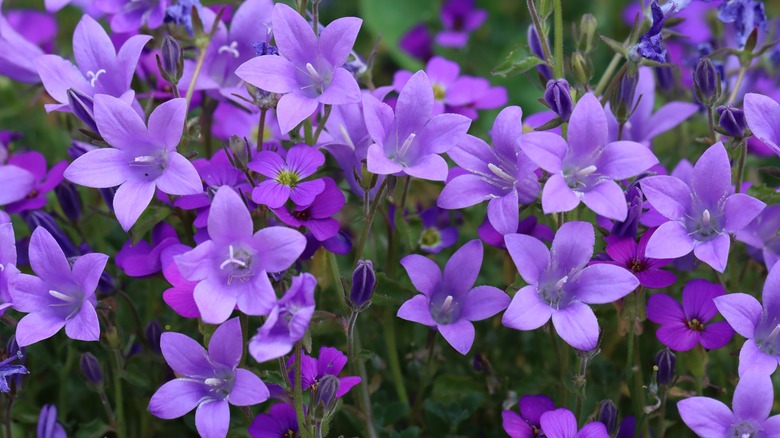 purple bellflowers