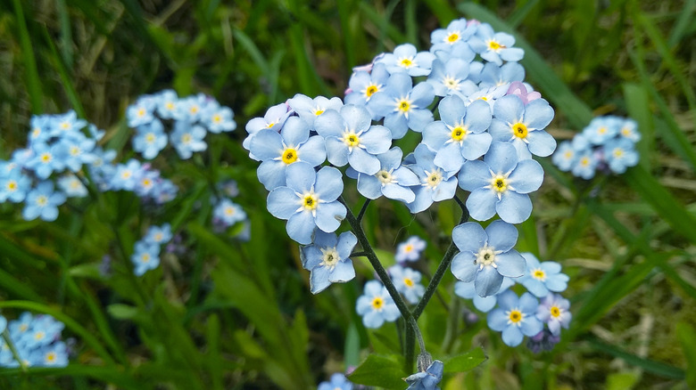 Forget-me-nots blue petals