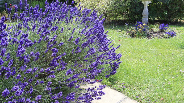 Lavender bush in yard