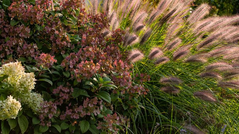 Ornamental grass and flowering plants