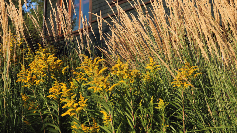 Flowering yellow ornamental grass