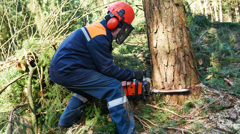 person cutting down tree