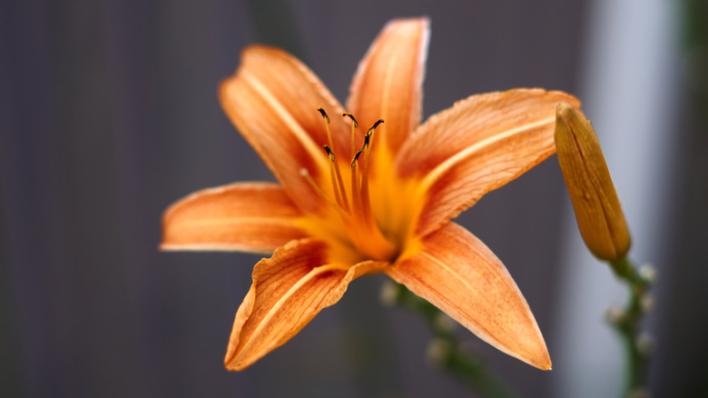 single orange daylily