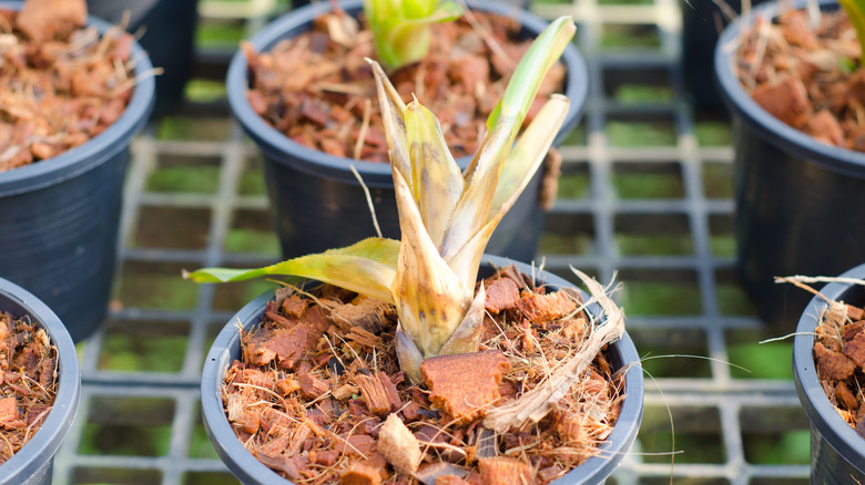 Bromeliad with root and stem rot