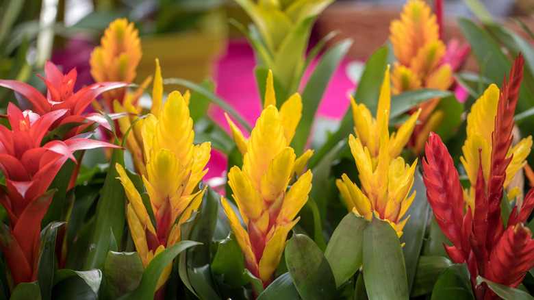 Yellow and red bromeliads