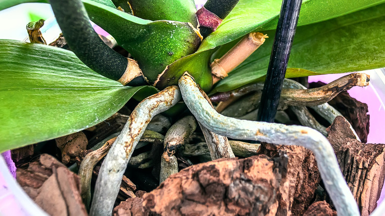 Aerial roots of potted orchid