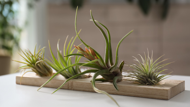 Tillandsia air plants on table