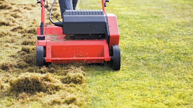 dethatching lawn with electric dethatcher