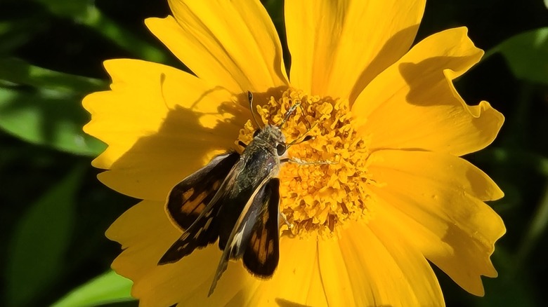 fiery skipper on yellow flower