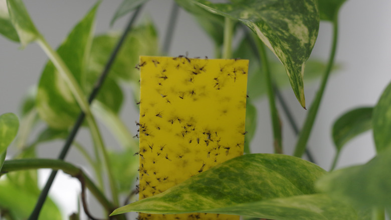 Fly trap in pothos plant