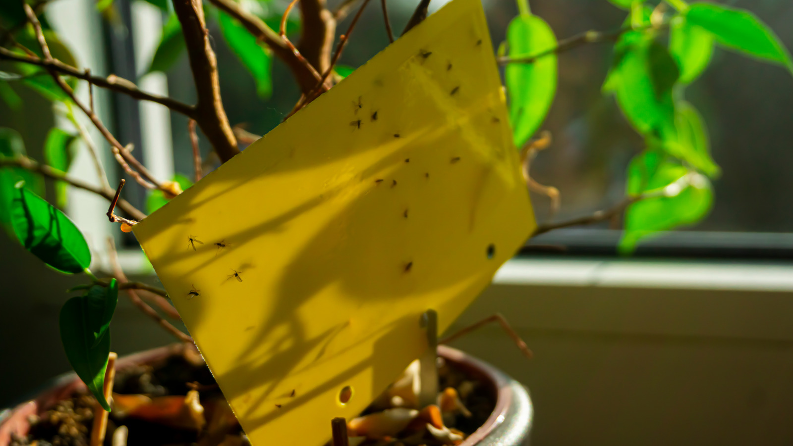 How to (Finally!) Get Rid of Gnats In Your Plants