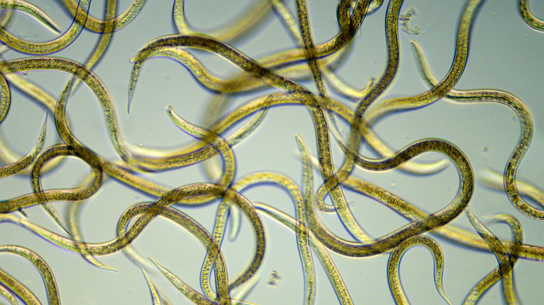 Nematodes microscopic imaging