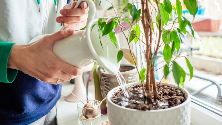 Person watering houseplant