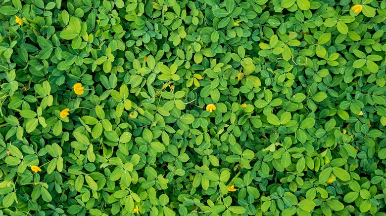 What Are Ground Covers And Do You Really Need Them