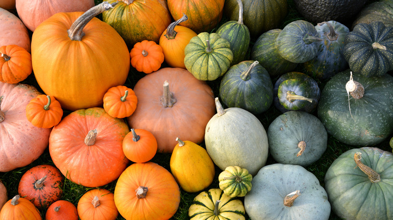 heirloom pumpkins