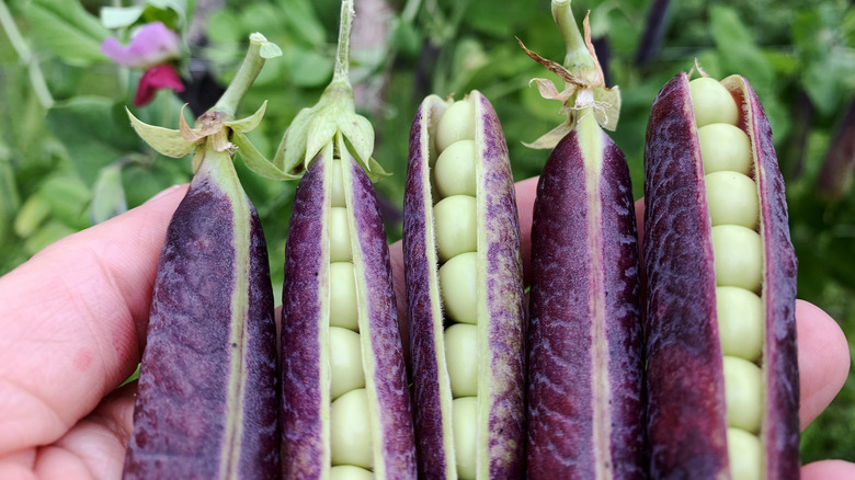 peas with purple pods