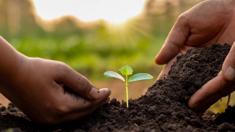 hands in garden with seedling