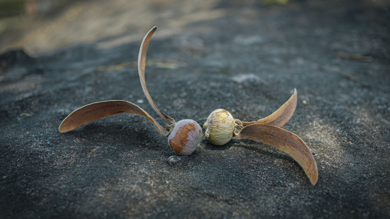 Two helicopter seeds on stone