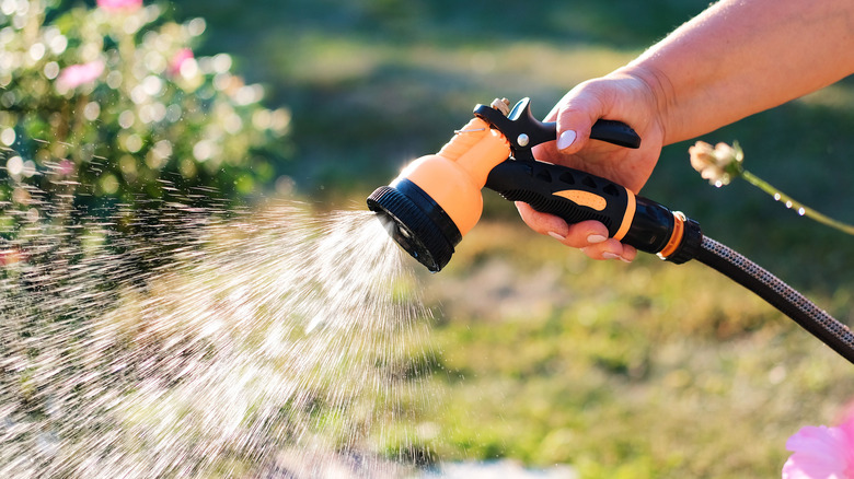 Gardener spraying plants with a garden hose.