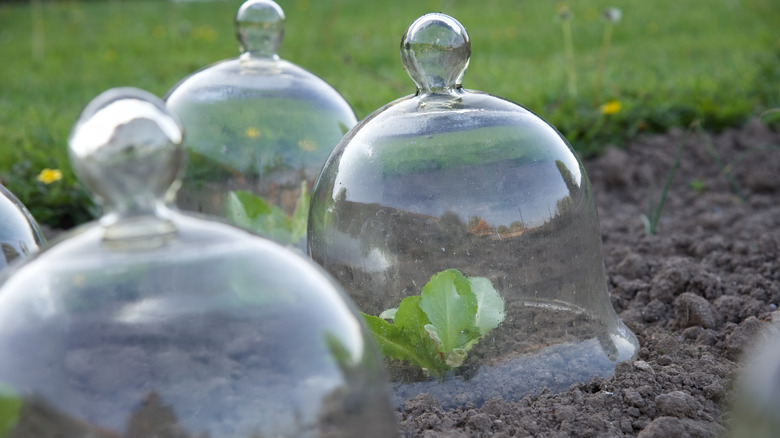 glass cloches protecting seedlings