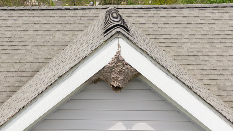 paper wasp nest in eaves