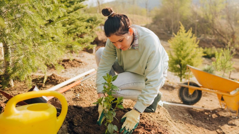 A person planting a sapling in the ground