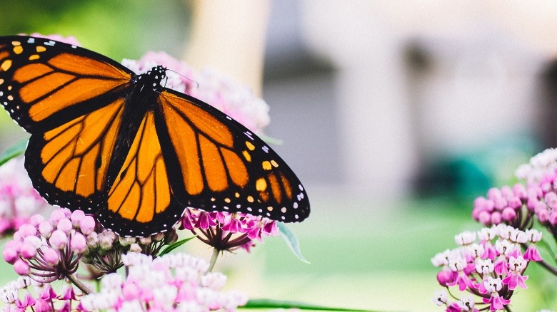 A monarch butterfly perched on a milkweed plant