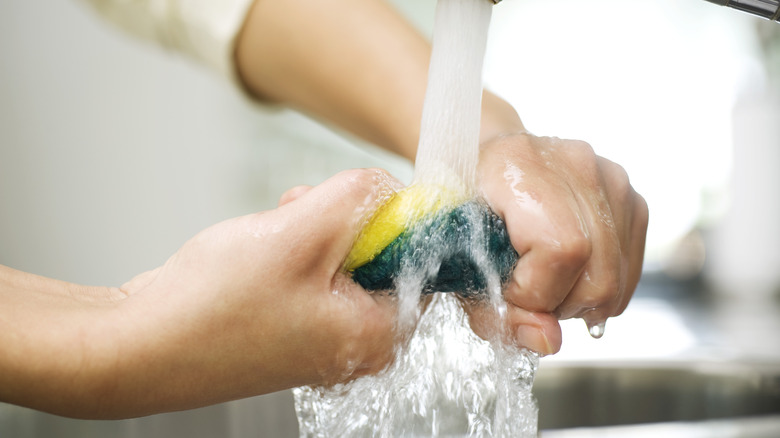 Ringing out sponge in sink