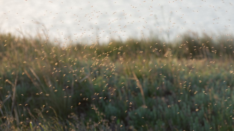 Midges and mosquitos swarm in grass 