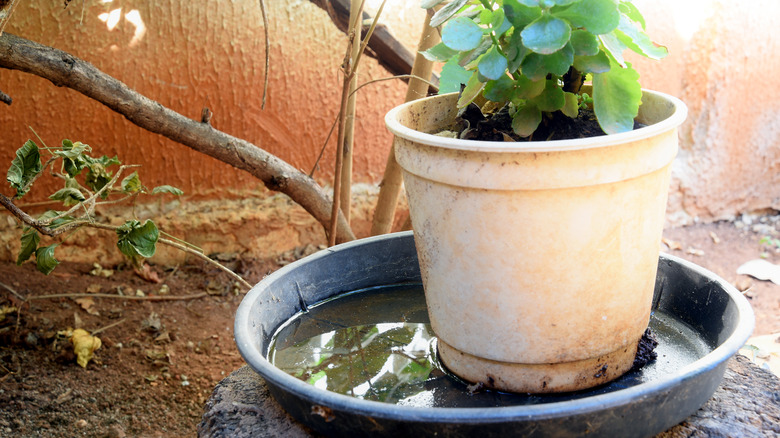 Planter with stagnant water 