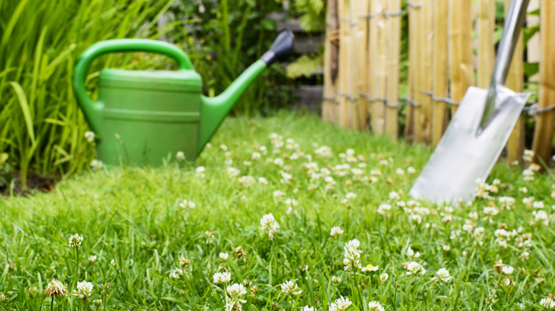 grass and clover lawn