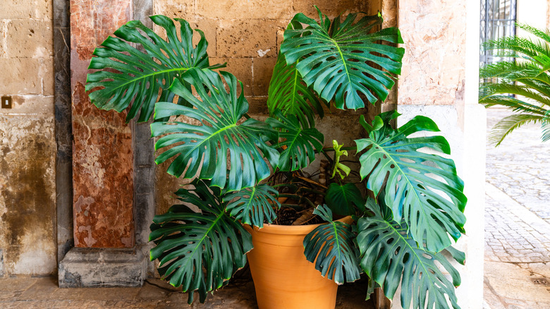 A large monstera in a pot showing leaves with fenestrations