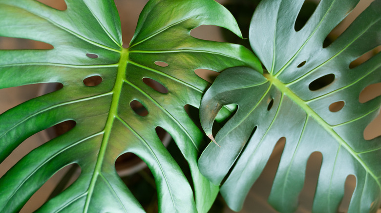 A closeup of two large monstera leaves clearly showing the fenestrations