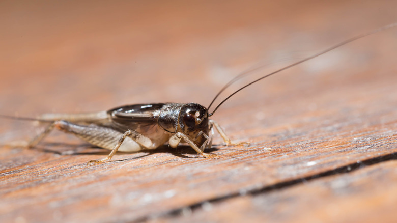 Springtail on wall