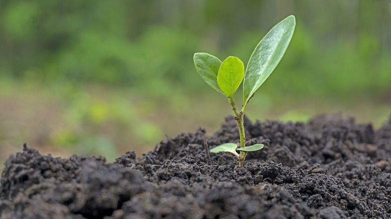 A small seedling has sprouted out of the soil.