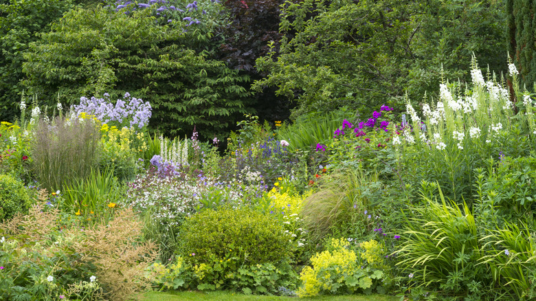 A beautiful cottage garden is filled with a variety of perennial plants.