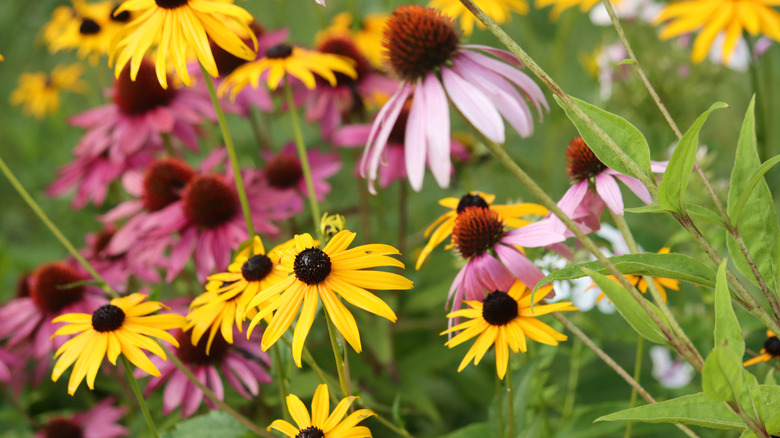 Flowers and seed heads form on perennial coneflowers.