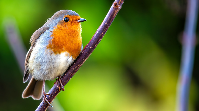 A bird sitting on a branch in a garden